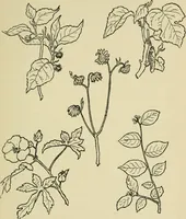 An illustration from Japan in art and industry. : With a glance at Japanese manners and customs (1893)
