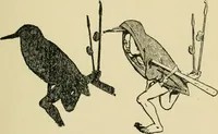 Picture 12 of 90 from Japan in art and industry. : With a glance at Japanese manners and customs (1893), leaf 46