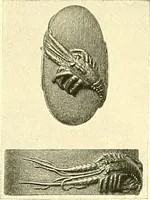 Picture 106 of 158 from Japanische Stichblätter und Schwertzieraten : Sammlung Georg Oeder, Düsseldorf : [Katalog] (1916), leaf 136