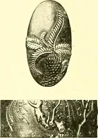 An illustration from Japanische Stichblätter und Schwertzieraten : Sammlung Georg Oeder, Düsseldorf : [Katalog] (1916)