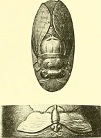 An illustration from Japanische Stichblätter und Schwertzieraten : Sammlung Georg Oeder, Düsseldorf : [Katalog] (1916)