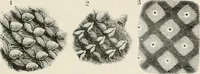 Picture 134 of 142 from Japan: its architecture, art, and art manufactures (1882), leaf 464