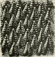 Picture 135 of 142 from Japan: its architecture, art, and art manufactures (1882), leaf 464