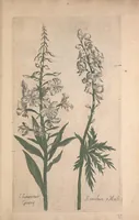 An illustration from Le jardin du Roy tres chrestien, Loys XIII, Roy de France et de Navare ... (1623)