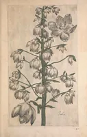 Picture 20 of 26 from Le jardin du Roy tres chrestien, Loys XIII, Roy de France et de Navare ... (1623), leaf 125