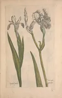An illustration from Le jardin du Roy tres chrestien, Loys XIII, Roy de France et de Navare ... (1623)