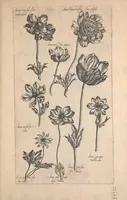 Picture 22 of 26 from Le jardin du Roy tres chrestien, Loys XIII, Roy de France et de Navare ... (1623), leaf 129
