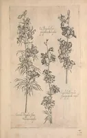 An illustration from Le jardin du Roy tres chrestien, Loys XIII, Roy de France et de Navare ... (1623)