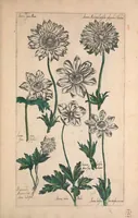 Picture 24 of 26 from Le jardin du Roy tres chrestien, Loys XIII, Roy de France et de Navare ... (1623), leaf 143