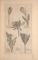 Picture 25 of 26 from Le jardin du Roy tres chrestien, Loys XIII, Roy de France et de Navare ... (1623), leaf 145