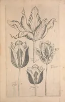 Picture 2 of 26 from Le jardin du Roy tres chrestien, Loys XIII, Roy de France et de Navare ... (1623), leaf 15