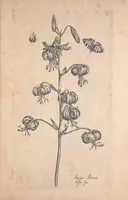 Picture 4 of 26 from Le jardin du Roy tres chrestien, Loys XIII, Roy de France et de Navare ... (1623), leaf 33