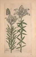 Picture 6 of 26 from Le jardin du Roy tres chrestien, Loys XIII, Roy de France et de Navare ... (1623), leaf 41