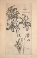 An illustration from Le jardin du Roy tres chrestien, Loys XIII, Roy de France et de Navare ... (1623)