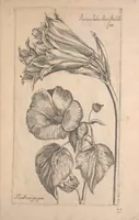 Picture 9 of 26 from Le jardin du Roy tres chrestien, Loys XIII, Roy de France et de Navare ... (1623), leaf 49