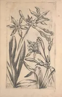 Picture 10 of 26 from Le jardin du Roy tres chrestien, Loys XIII, Roy de France et de Navare ... (1623), leaf 51