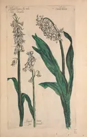 An illustration from Le jardin du Roy tres chrestien, Loys XIII, Roy de France et de Navare ... (1623)
