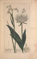 An illustration from Le jardin du Roy tres chrestien, Loys XIII, Roy de France et de Navare ... (1623)