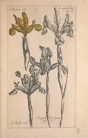 Picture 16 of 26 from Le jardin du Roy tres chrestien, Loys XIII, Roy de France et de Navare ... (1623), leaf 89