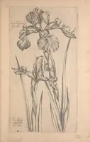 An illustration from Le jardin du Roy tres chrestien, Loys XIII, Roy de France et de Navare ... (1623)