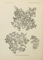 An illustration from Javanese batik designs from metal stamps (1924)