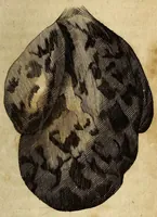 An illustration from J.F. Castorologia explicans Castoris animalis naturam & usum medico-chemicum (1685)