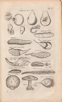 An illustration from J. Jonstons Beschryvingh van de natuur der bloedlose water-dieren : in vier boeken (1660)