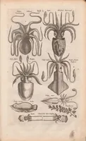An illustration from J. Jonstons Beschryvingh van de natuur der bloedlose water-dieren : in vier boeken (1660)