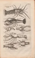 An illustration from J. Jonstons Beschryvingh van de natuur der bloedlose water-dieren : in vier boeken (1660)