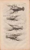 Picture 3 of 19 from J. Jonstons Beschryvingh van de natuur der bloedlose water-dieren : in vier boeken (1660), leaf 27