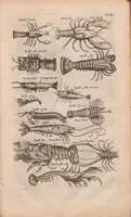An illustration from J. Jonstons Beschryvingh van de natuur der bloedlose water-dieren : in vier boeken (1660)
