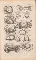 An illustration from J. Jonstons Beschryvingh van de natuur der bloedlose water-dieren : in vier boeken (1660)