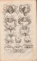 An illustration from J. Jonstons Beschryvingh van de natuur der bloedlose water-dieren : in vier boeken (1660)