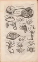 An illustration from J. Jonstons Beschryvingh van de natuur der bloedlose water-dieren : in vier boeken (1660)