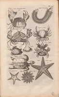 An illustration from J. Jonstons Beschryvingh van de natuur der bloedlose water-dieren : in vier boeken (1660)