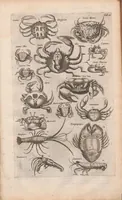 An illustration from J. Jonstons Beschryvingh van de natuur der bloedlose water-dieren : in vier boeken (1660)