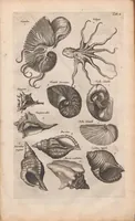 An illustration from J. Jonstons Beschryvingh van de natuur der bloedlose water-dieren : in vier boeken (1660)