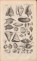 An illustration from J. Jonstons Beschryvingh van de natuur der bloedlose water-dieren : in vier boeken (1660)