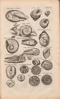 An illustration from J. Jonstons Beschryvingh van de natuur der bloedlose water-dieren : in vier boeken (1660)