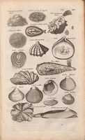 An illustration from J. Jonstons Beschryvingh van de natuur der bloedlose water-dieren : in vier boeken (1660)