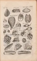 An illustration from J. Jonstons Beschryvingh van de natuur der bloedlose water-dieren : in vier boeken (1660)