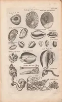 An illustration from J. Jonstons Beschryvingh van de natuur der bloedlose water-dieren : in vier boeken (1660)