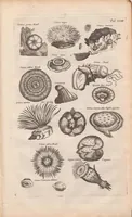 An illustration from J. Jonstons Beschryvingh van de natuur der bloedlose water-dieren : in vier boeken (1660)