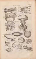 An illustration from J. Jonstons Beschryvingh van de natuur der bloedlose water-dieren : in vier boeken (1660)