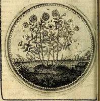 Picture 53 of 398 from Joachimi Camerarii Symbolorum et emblematum, centuriae quatuor .. (1668), leaf 113