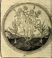 Picture 55 of 398 from Joachimi Camerarii Symbolorum et emblematum, centuriae quatuor .. (1668), leaf 117