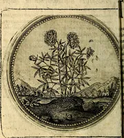 Picture 64 of 398 from Joachimi Camerarii Symbolorum et emblematum, centuriae quatuor .. (1668), leaf 135