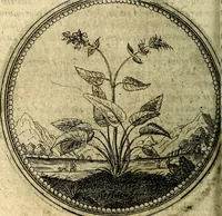 Picture 79 of 398 from Joachimi Camerarii Symbolorum et emblematum, centuriae quatuor .. (1668), leaf 165