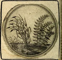 Picture 84 of 398 from Joachimi Camerarii Symbolorum et emblematum, centuriae quatuor .. (1668), leaf 175