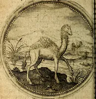An illustration from Joachimi Camerarii Symbolorum et emblematum, centuriae quatuor .. (1668)